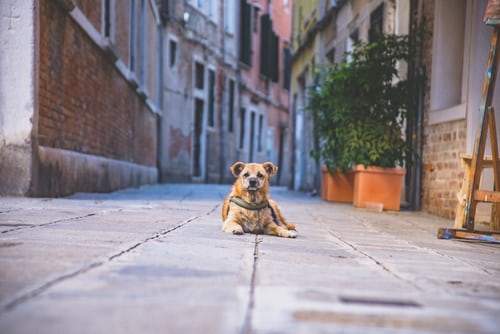 Mi perro está en la calle : II y a mon chien dans la rue