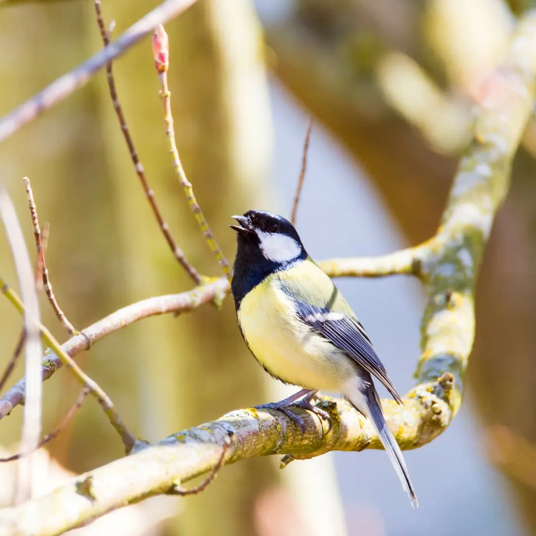 Great Tit Song and Calls