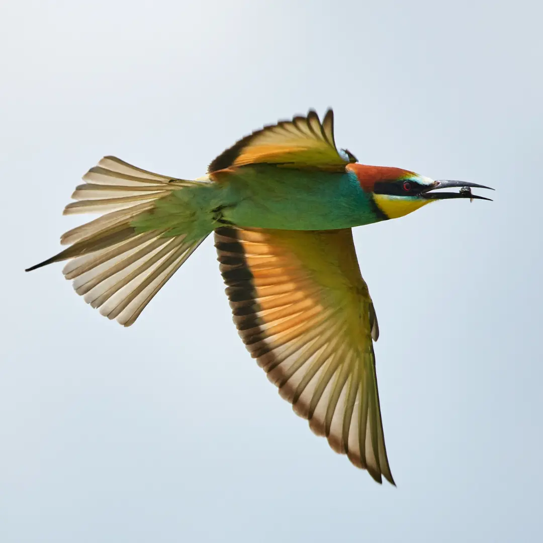 European Bee-eater in flight