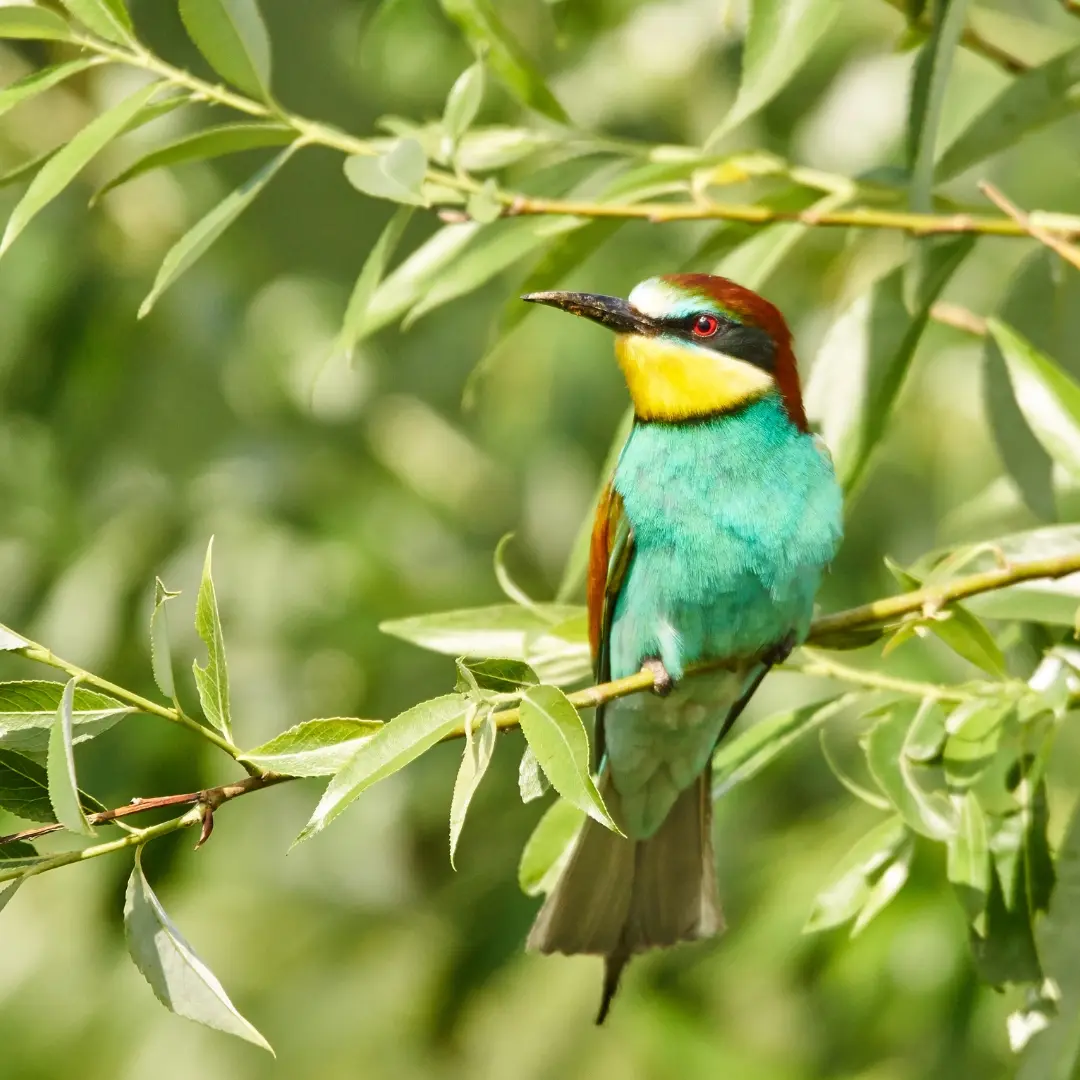 Le Guêpier d'Europe, un oiseau coloré