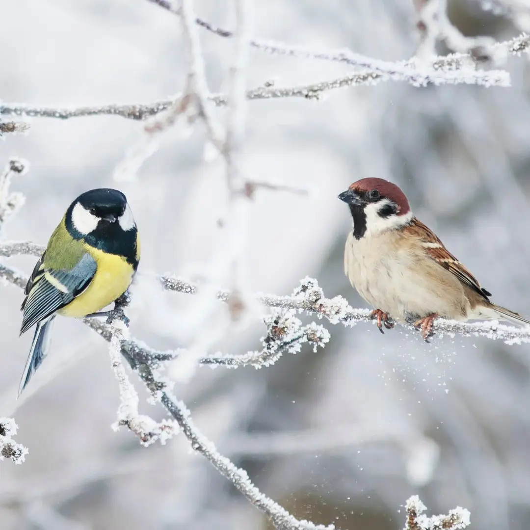 Great Tit Appearance