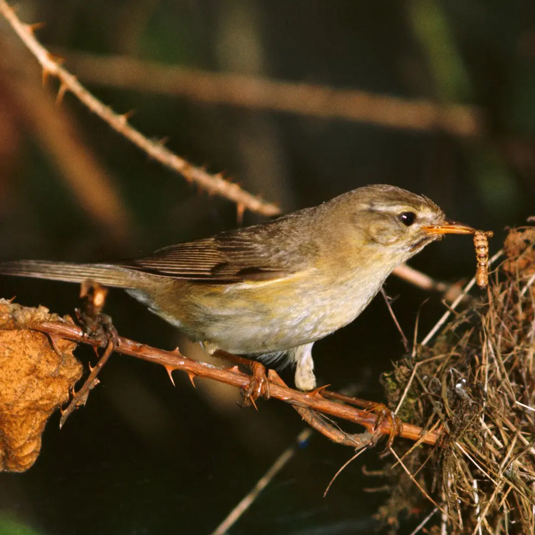 Nest der Gartengrasmücke mit Eiern