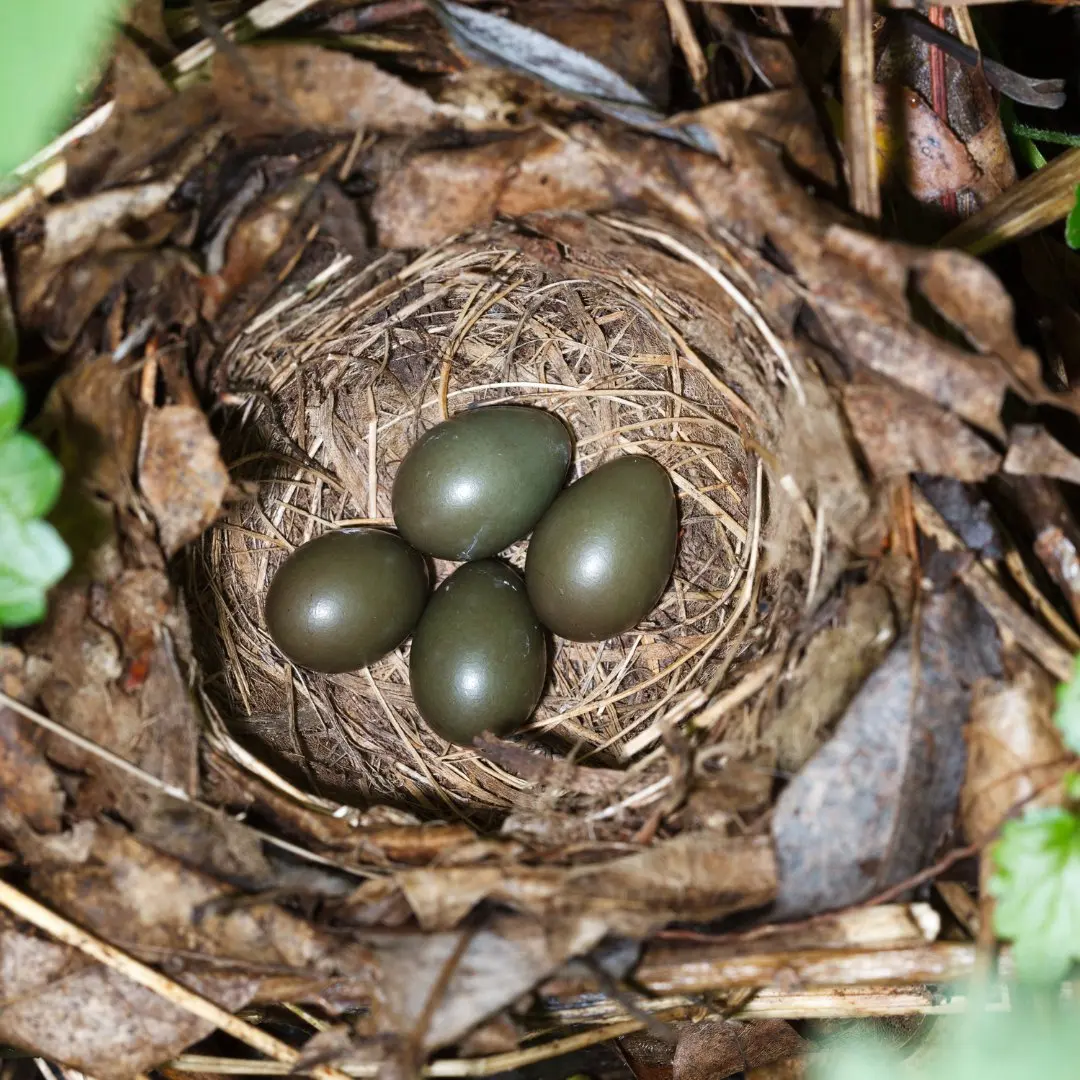 Nachtigall Nest und Eier