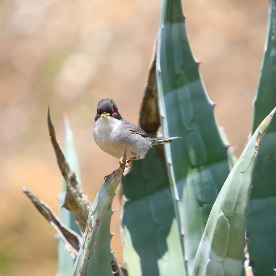 Sardinian warbler habitat