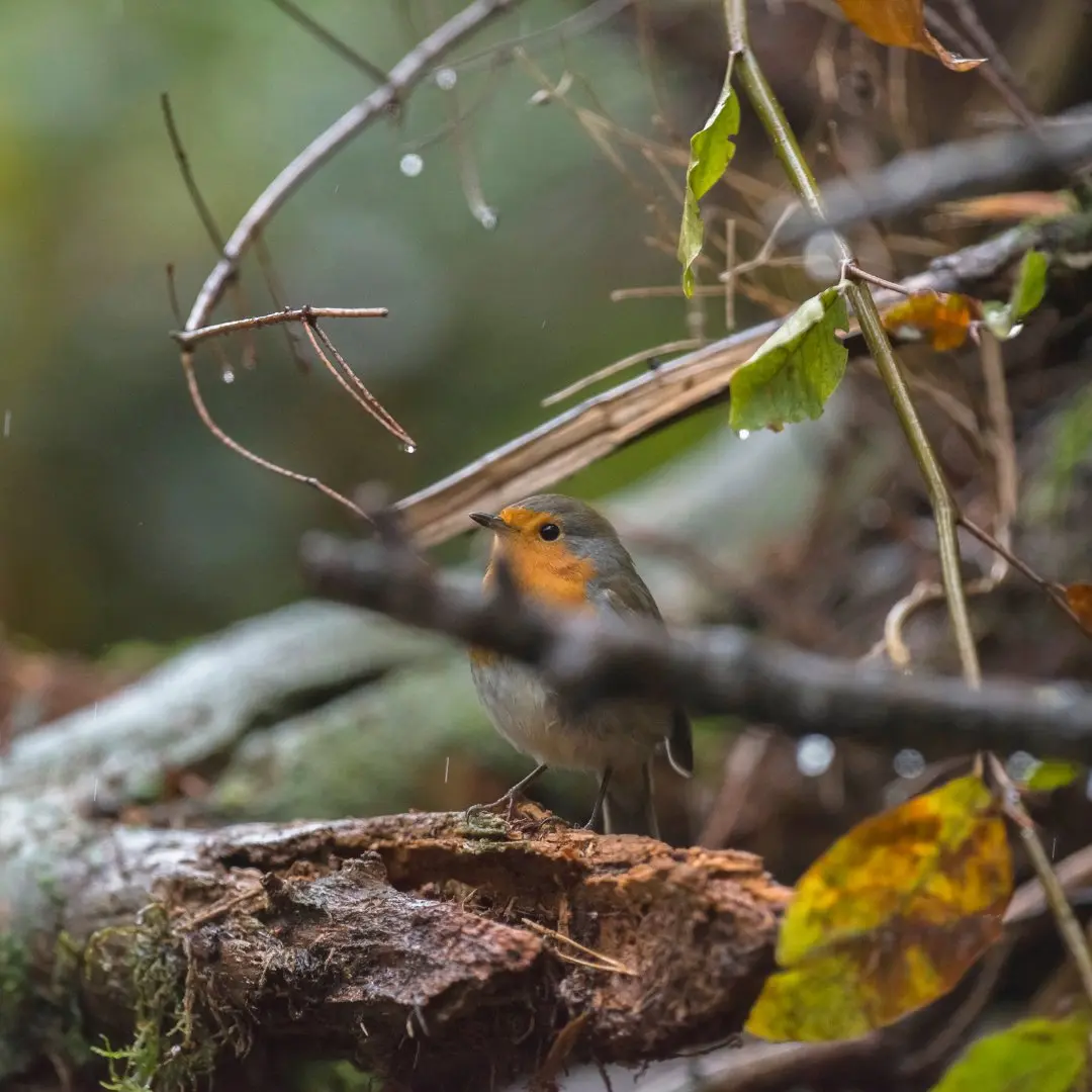 Robin in a forest habitat