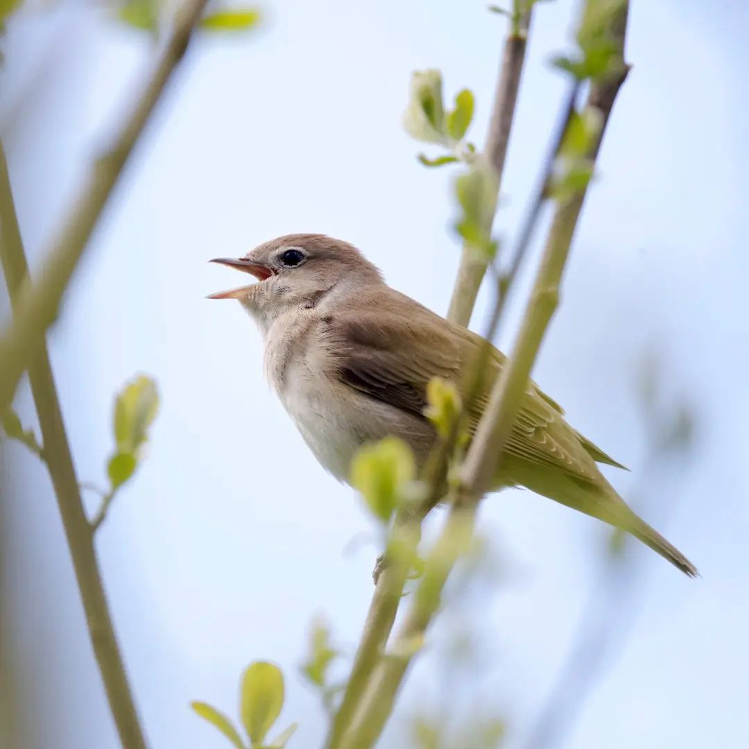 Gartengrasmücke singt ihren Gesang