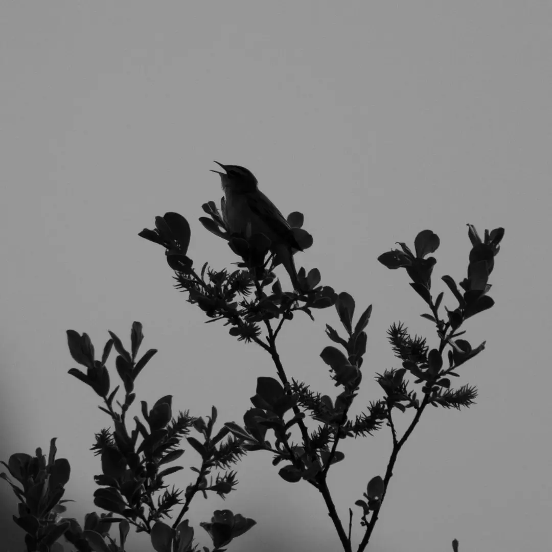 mosquitero musical cantando en un árbol