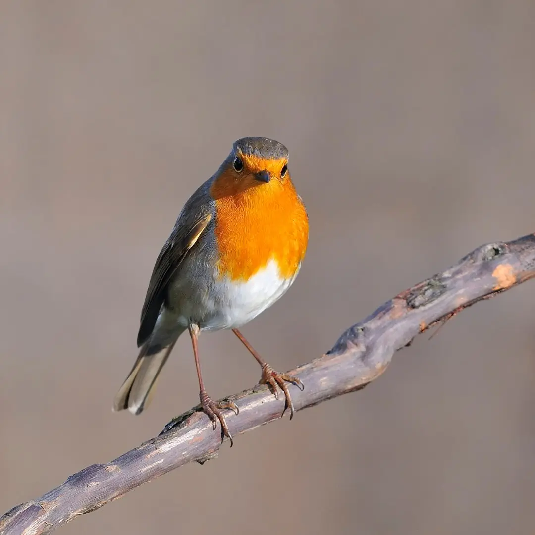 European Robin's distinctive orange chest