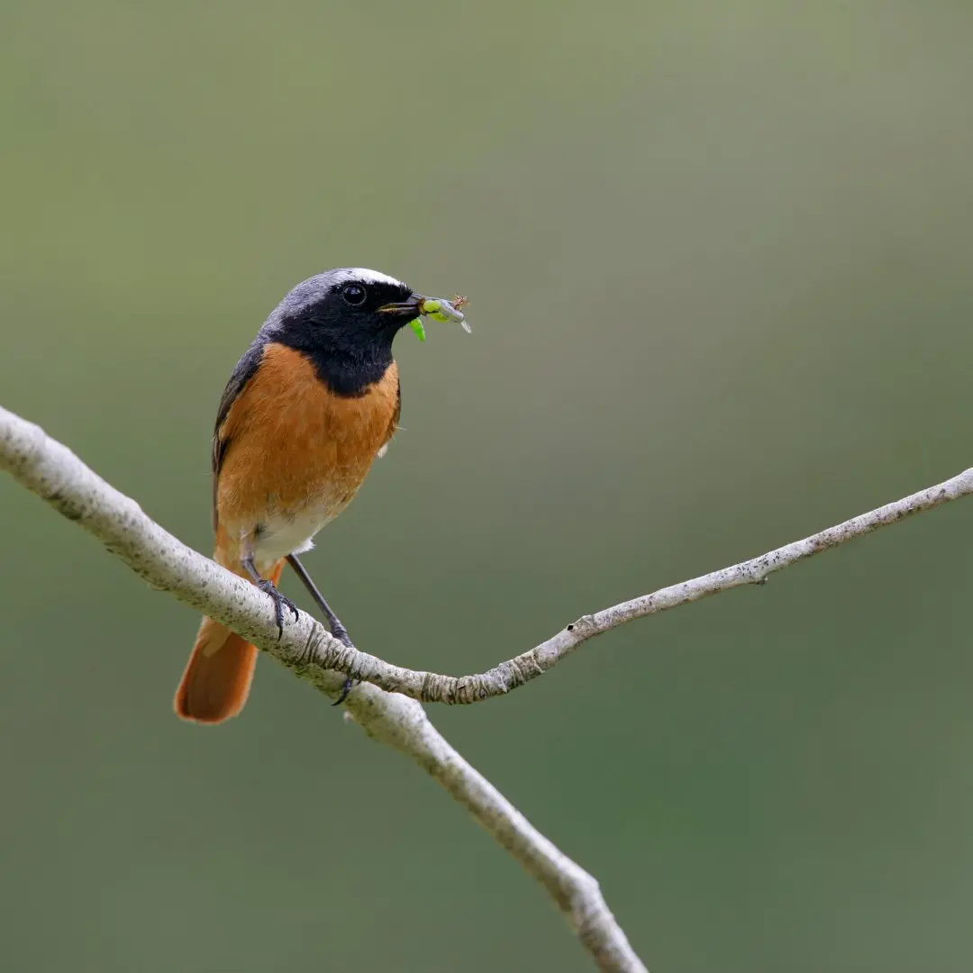 Un codirosso nel suo habitat naturale