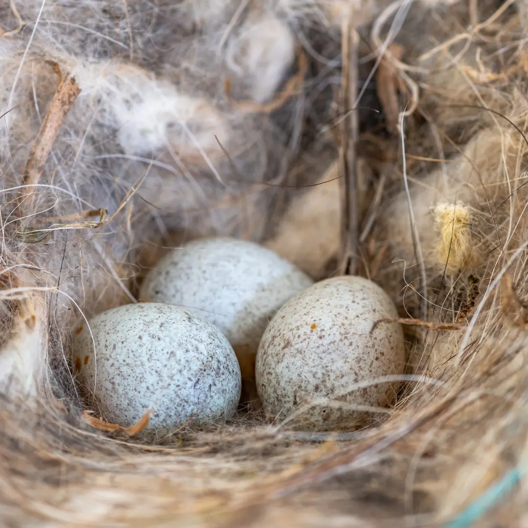 Robin nest with eggs