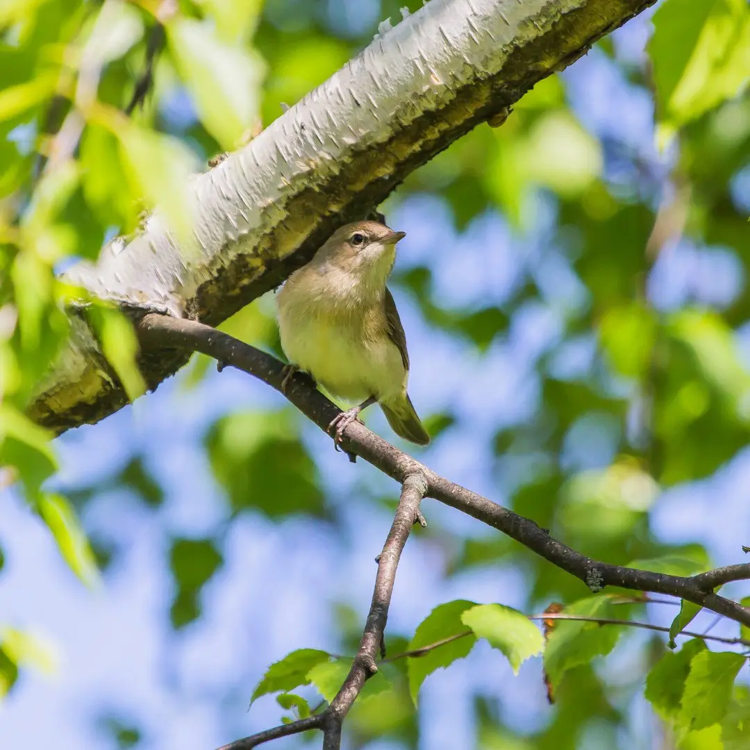 Versteckte Gartengrasmücke in Büschen