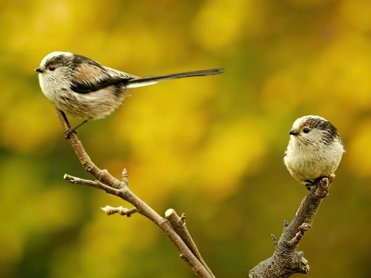 Long-tailed tit group behavior