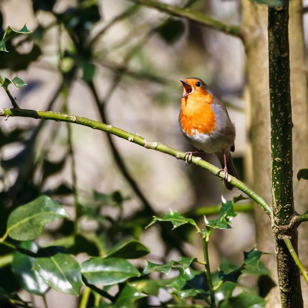 Sitzendes Rotkehlchen beim Gesang