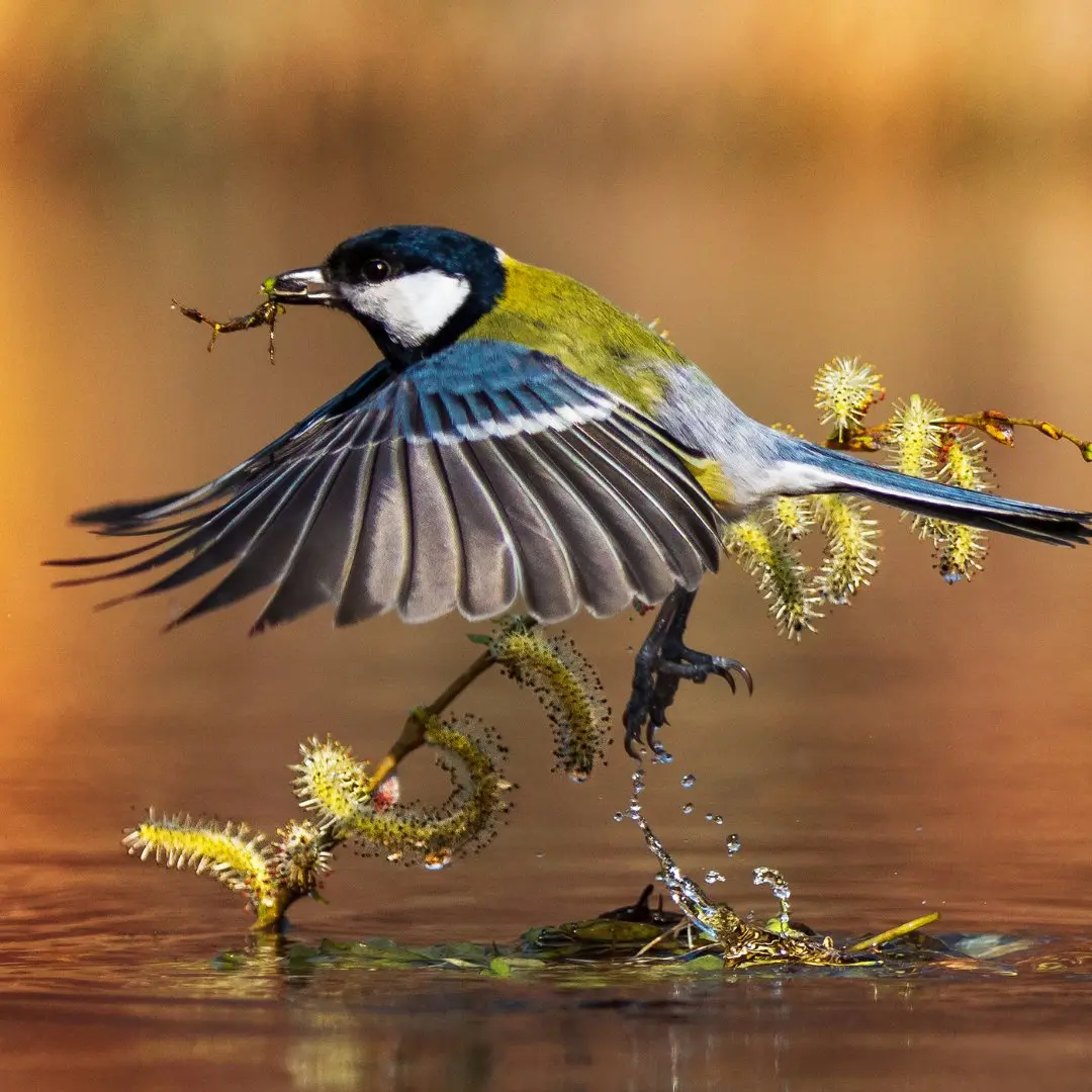 Great Tit Habitat