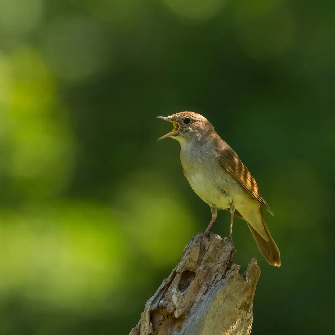 Nachtigall Reviergesang