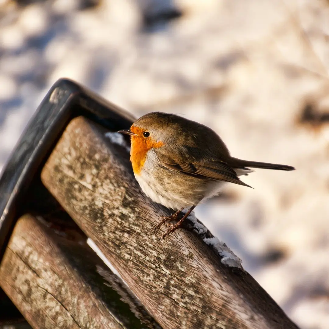 Roodborstje in een tuin met struiken