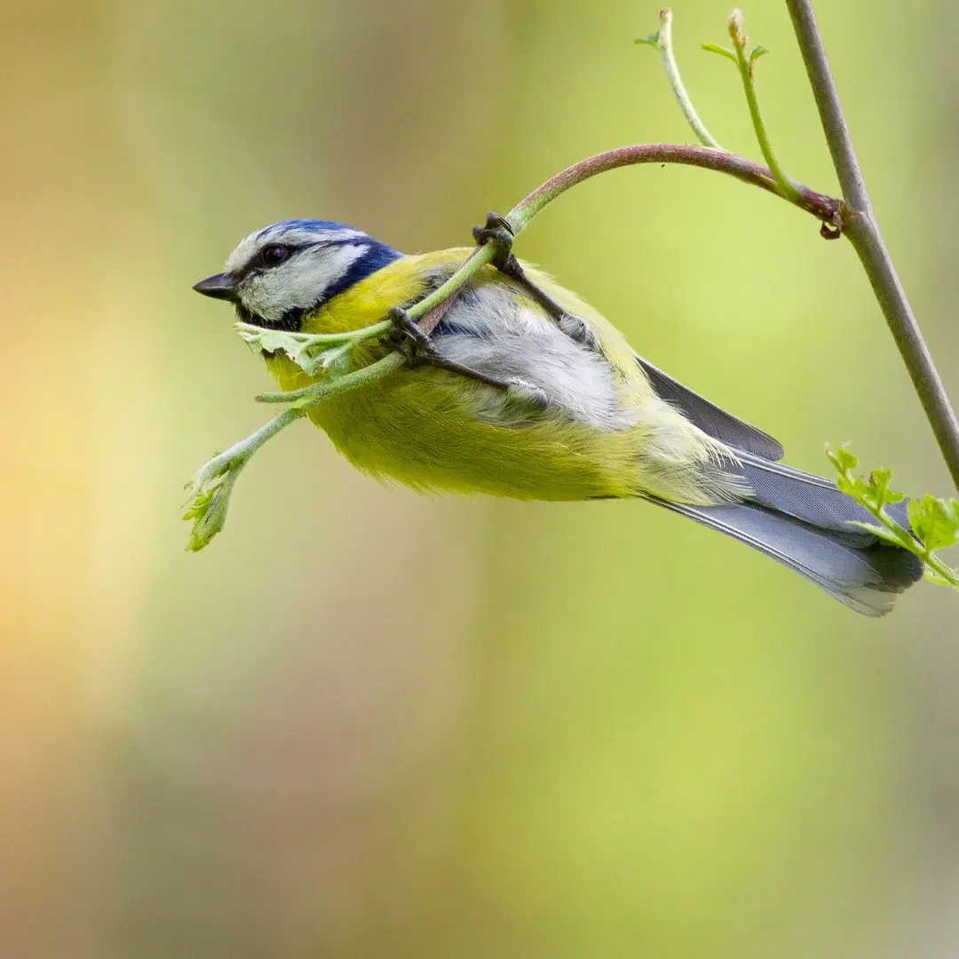 Blaumeise Akrobatik