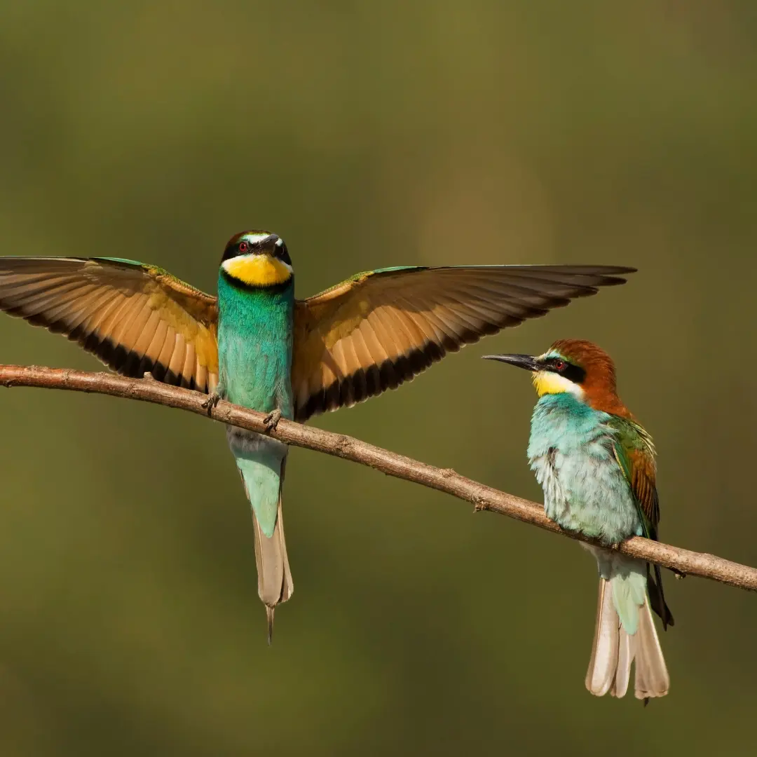 European Bee-eater emitting calls