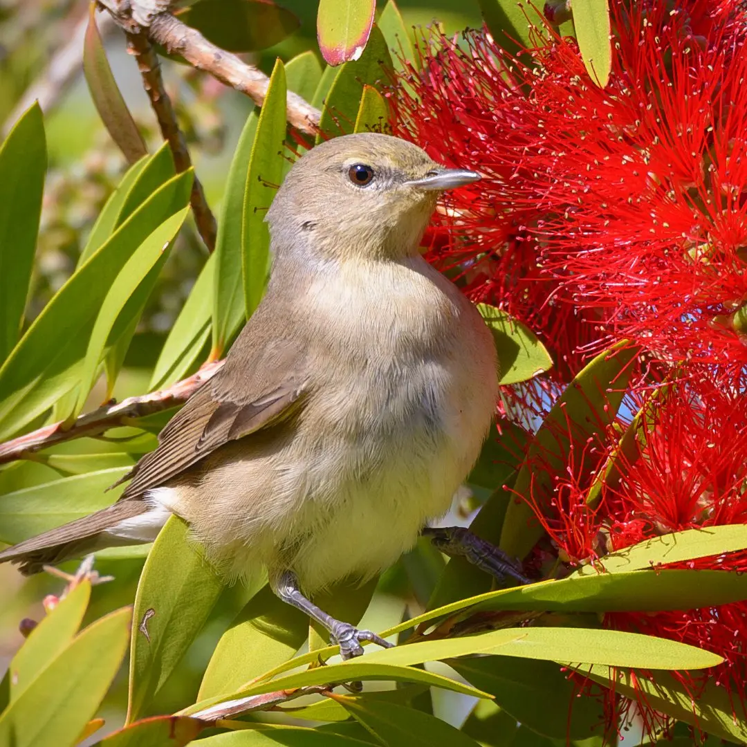 Close-up of the Garden Warbler's beak