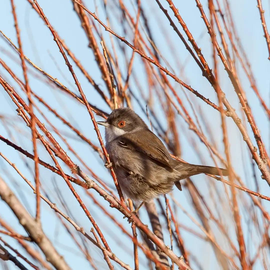 hábitat de la curruca cabecinegra en matorrales