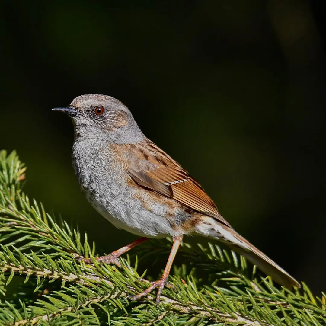 Lebensraum der Heckenbraunelle in einem Garten