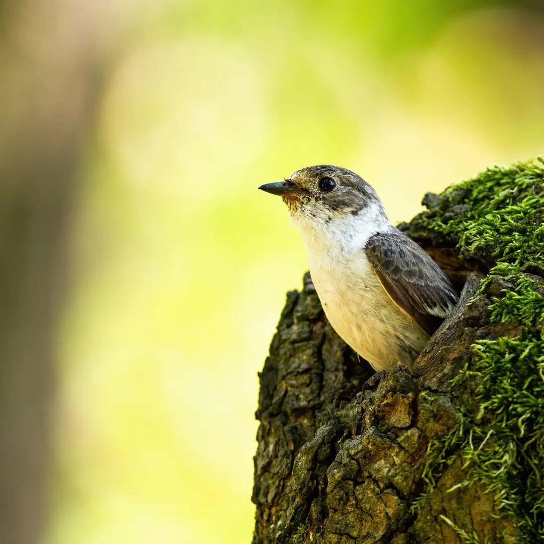 European Pied Flycatcher nest in a box