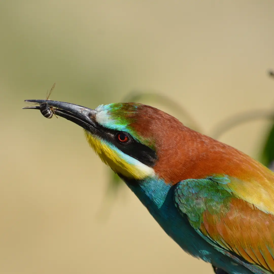 Abejaruco europeo alimentándose de un insecto