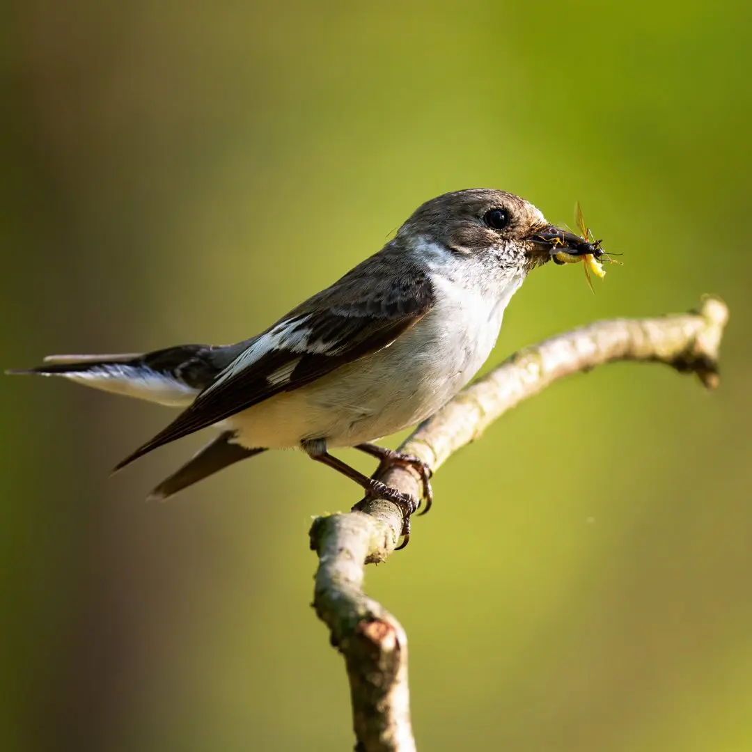 Bonte vliegenvanger jaagt op insecten