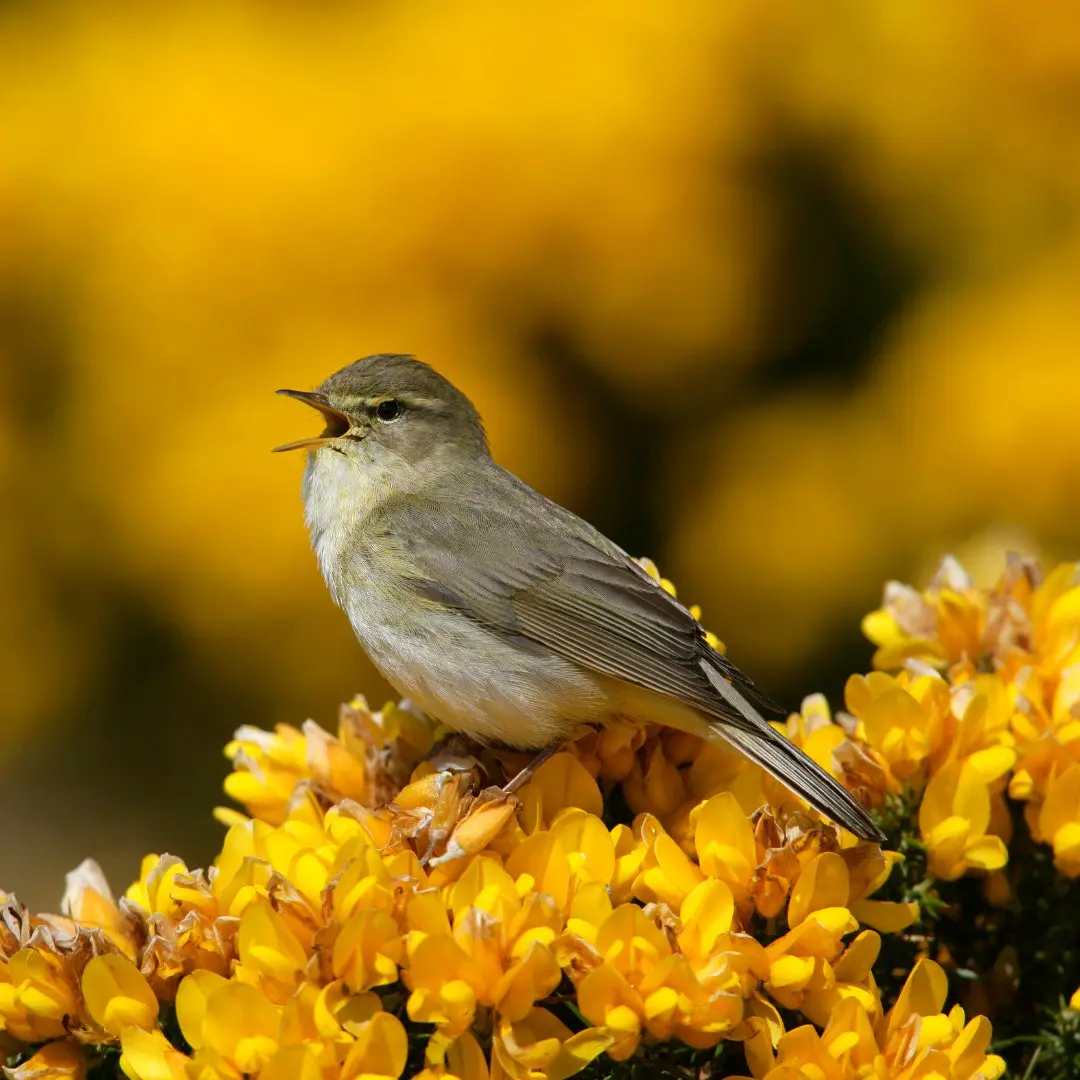 Willow Warbler singing in a tree