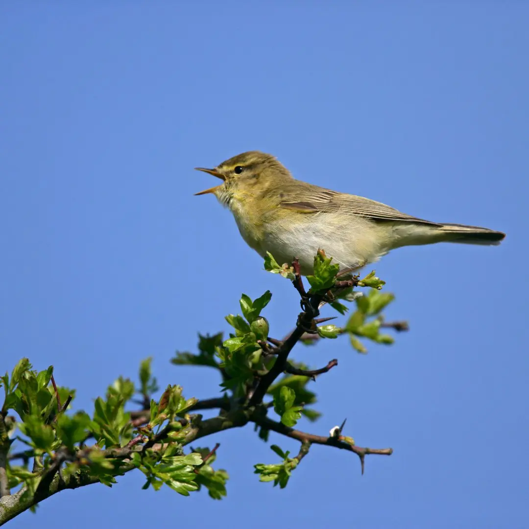 Representation of Willow Warbler song notes