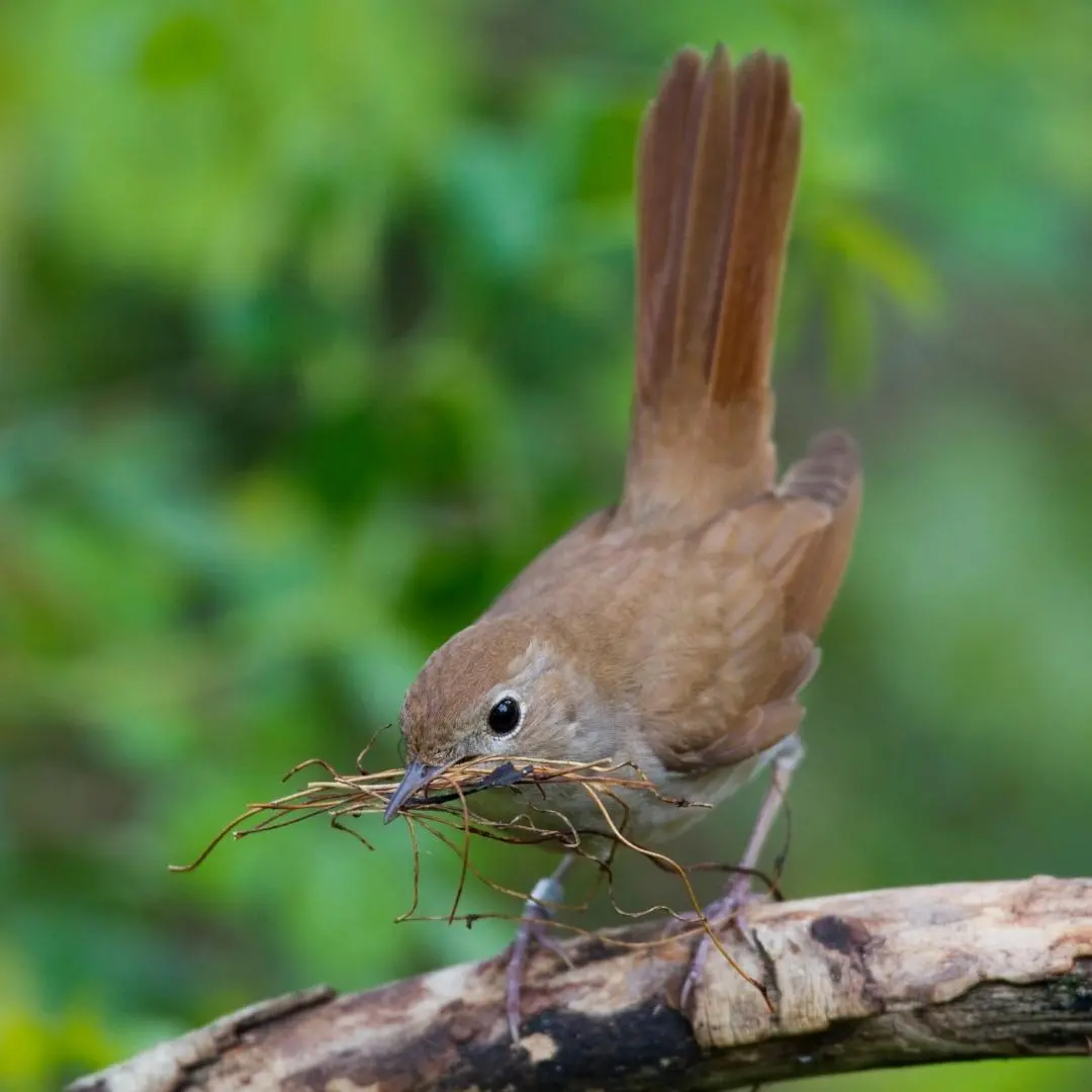 Nest van de nachtegaal