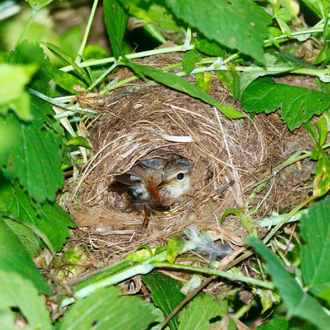 Willow Warbler nest built in dense bushes