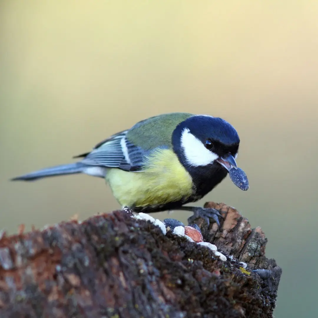 Great Tit Diet