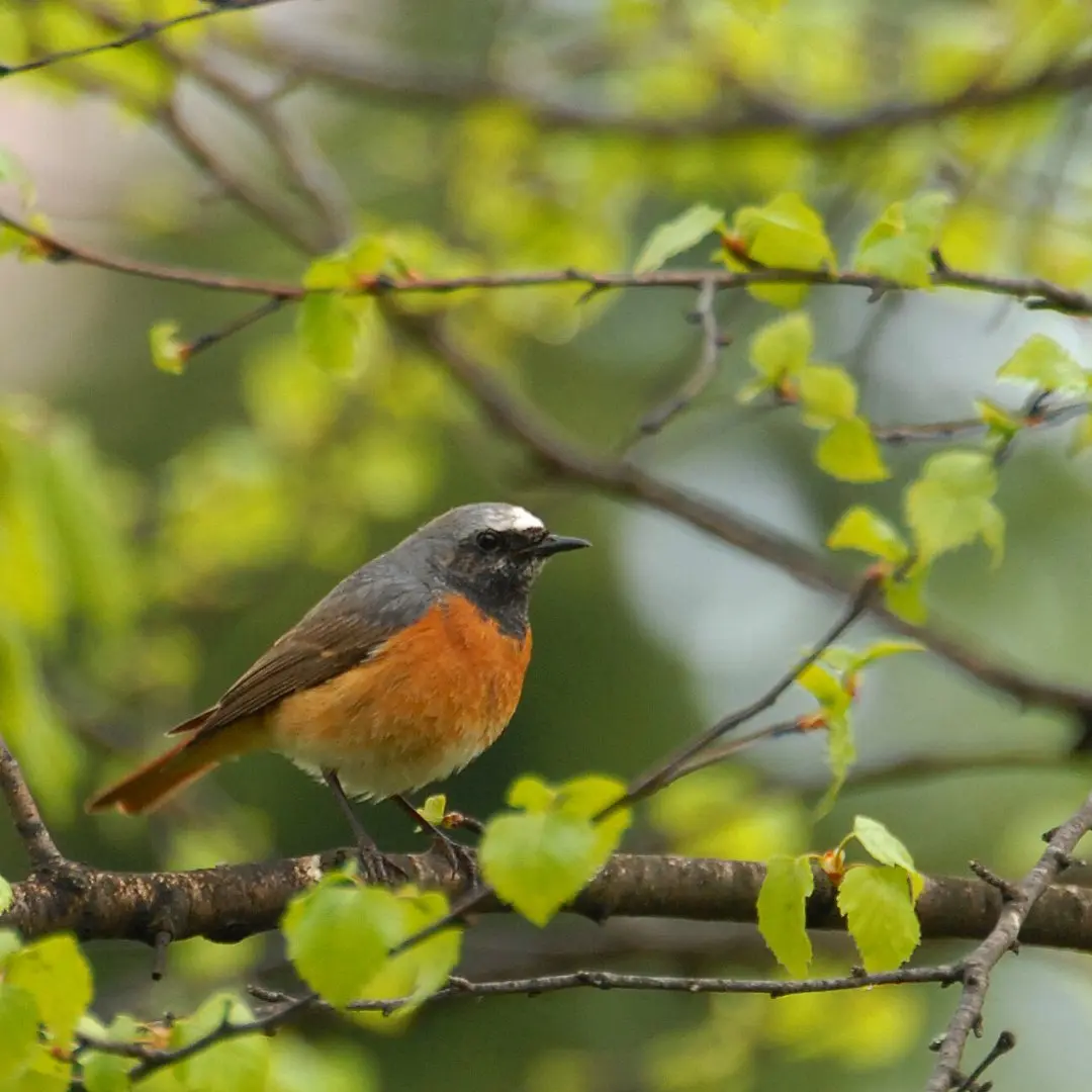 Redstart in its natural habitat