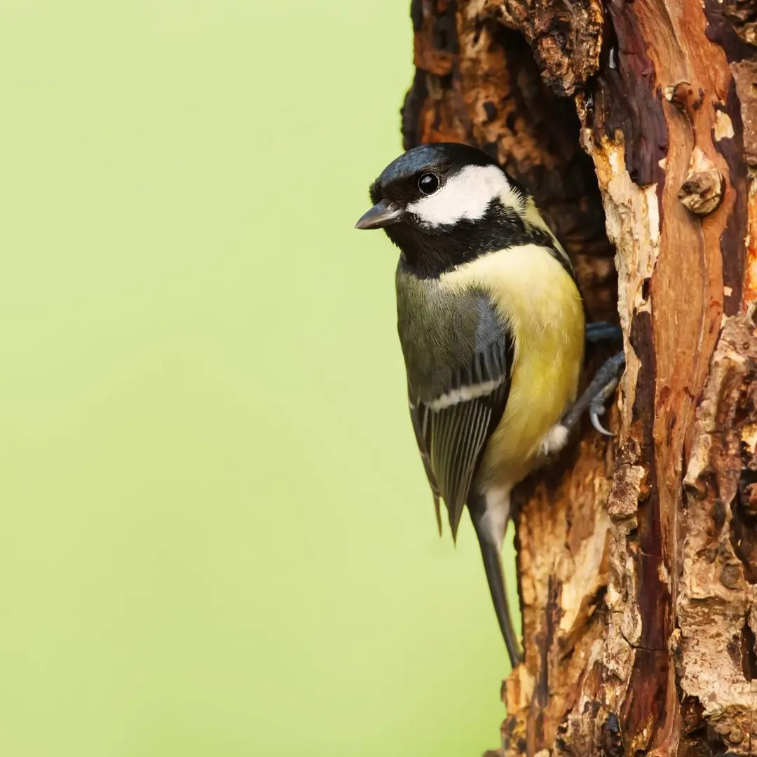 Great Tit Nesting