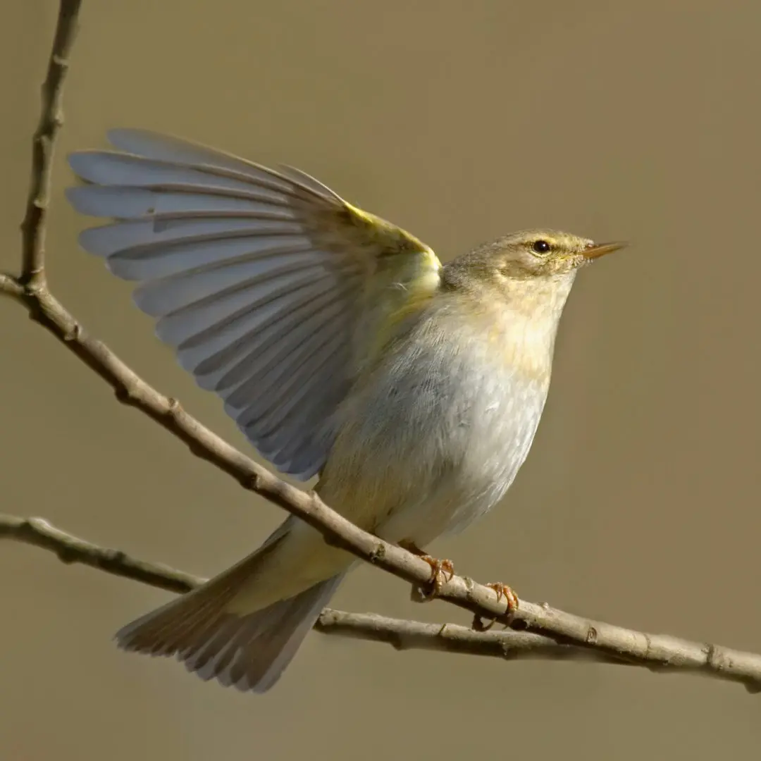 Willow Warbler on its migratory journey