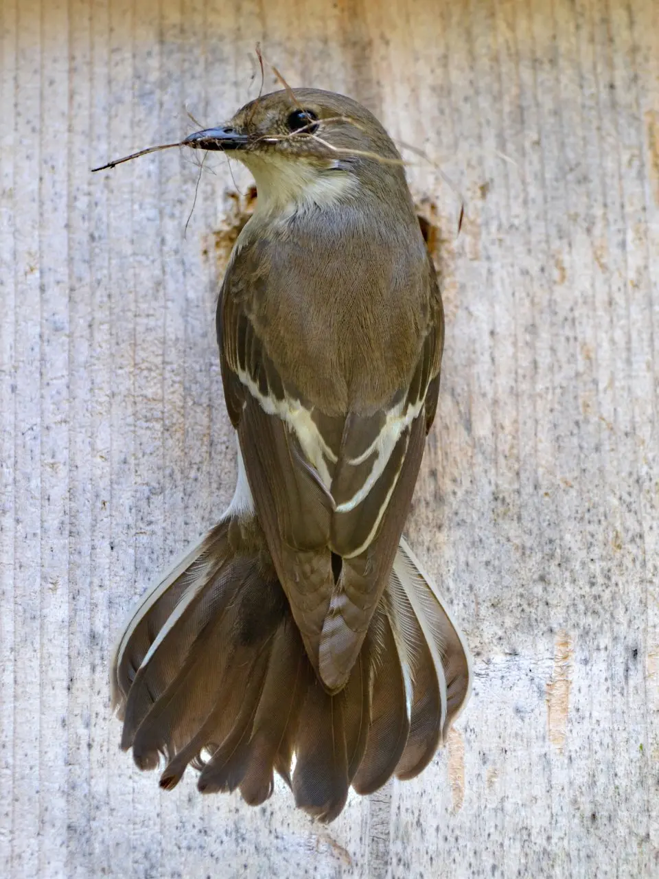 Nest van Bonte vliegenvanger met eieren