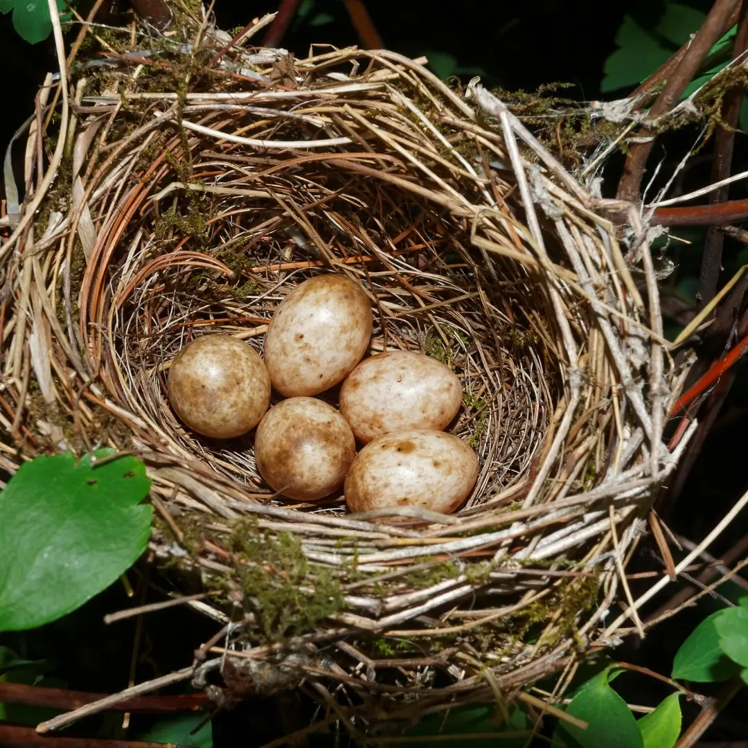 Nest der Mönchsgrasmücke mit Eiern