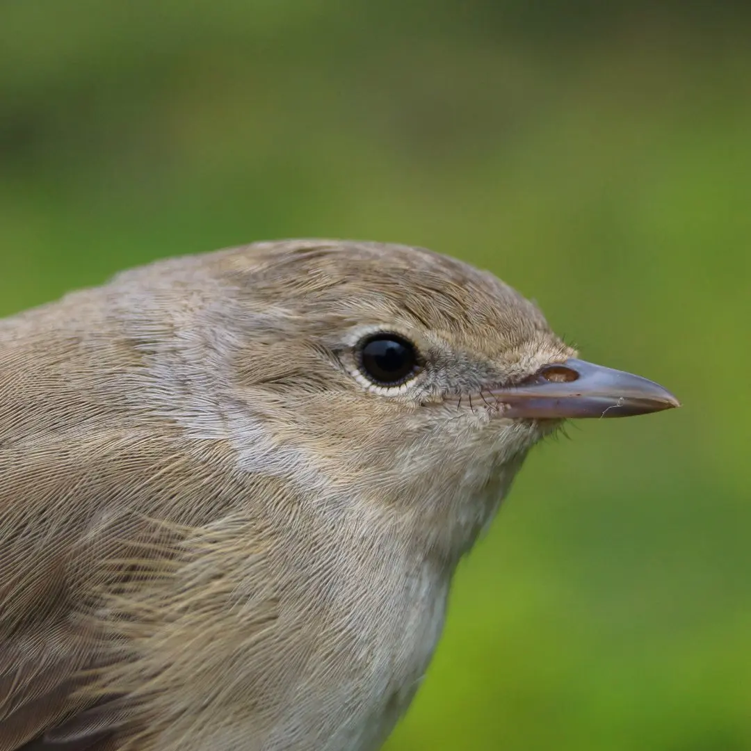 beccafico nel suo habitat naturale