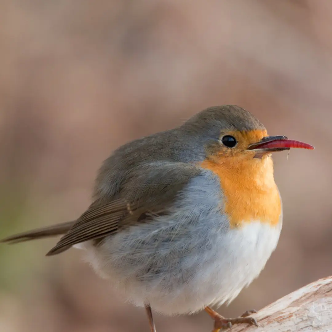 European Robin foraging for food