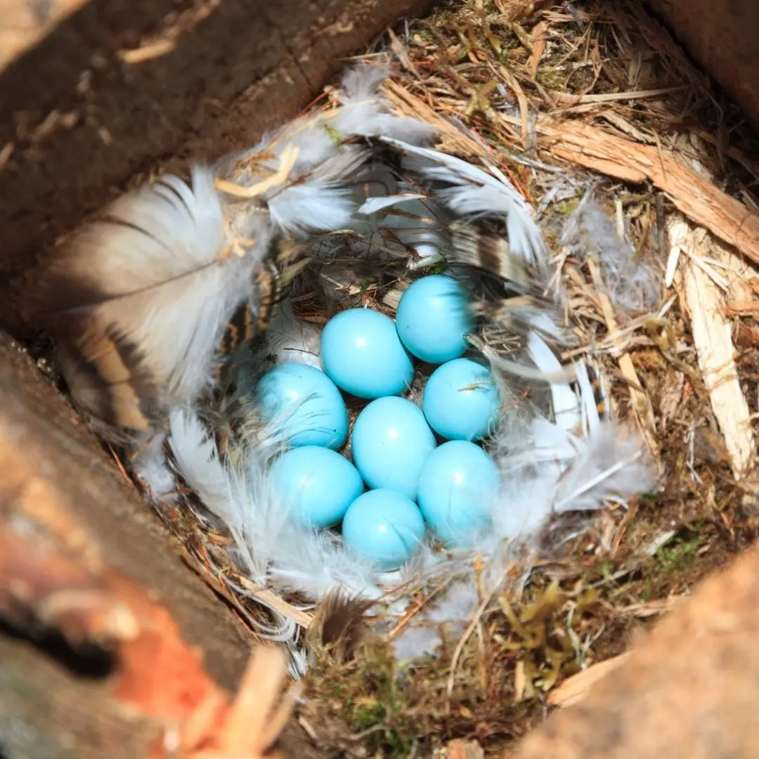 Nest van het Gekraagde Roodstaartje met eieren