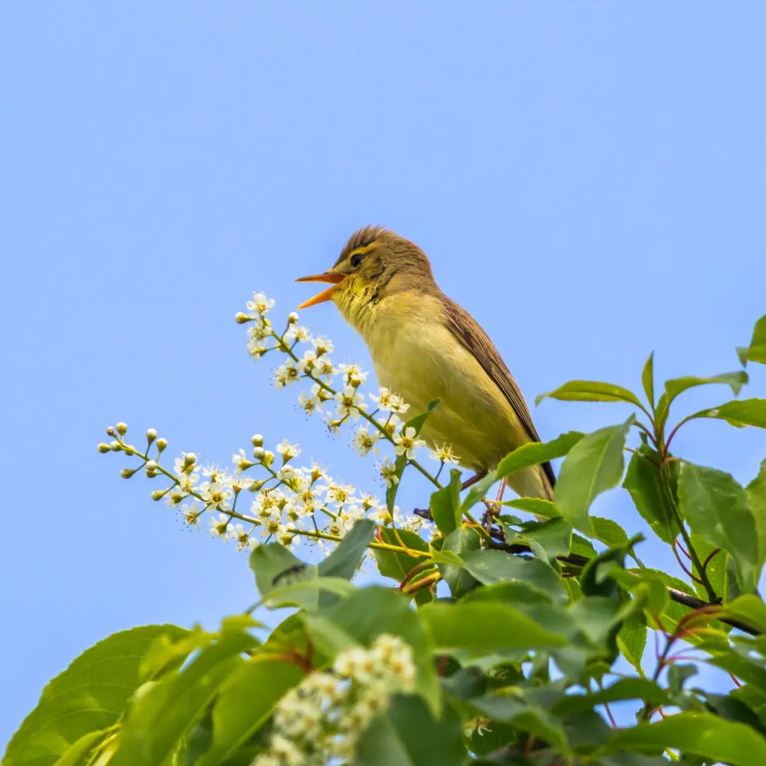 melodious warbler singing