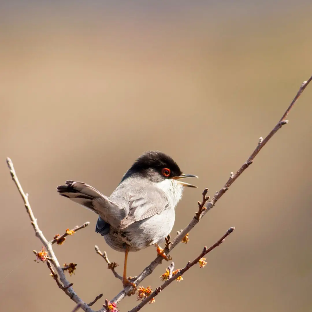 Sardinian warbler singing