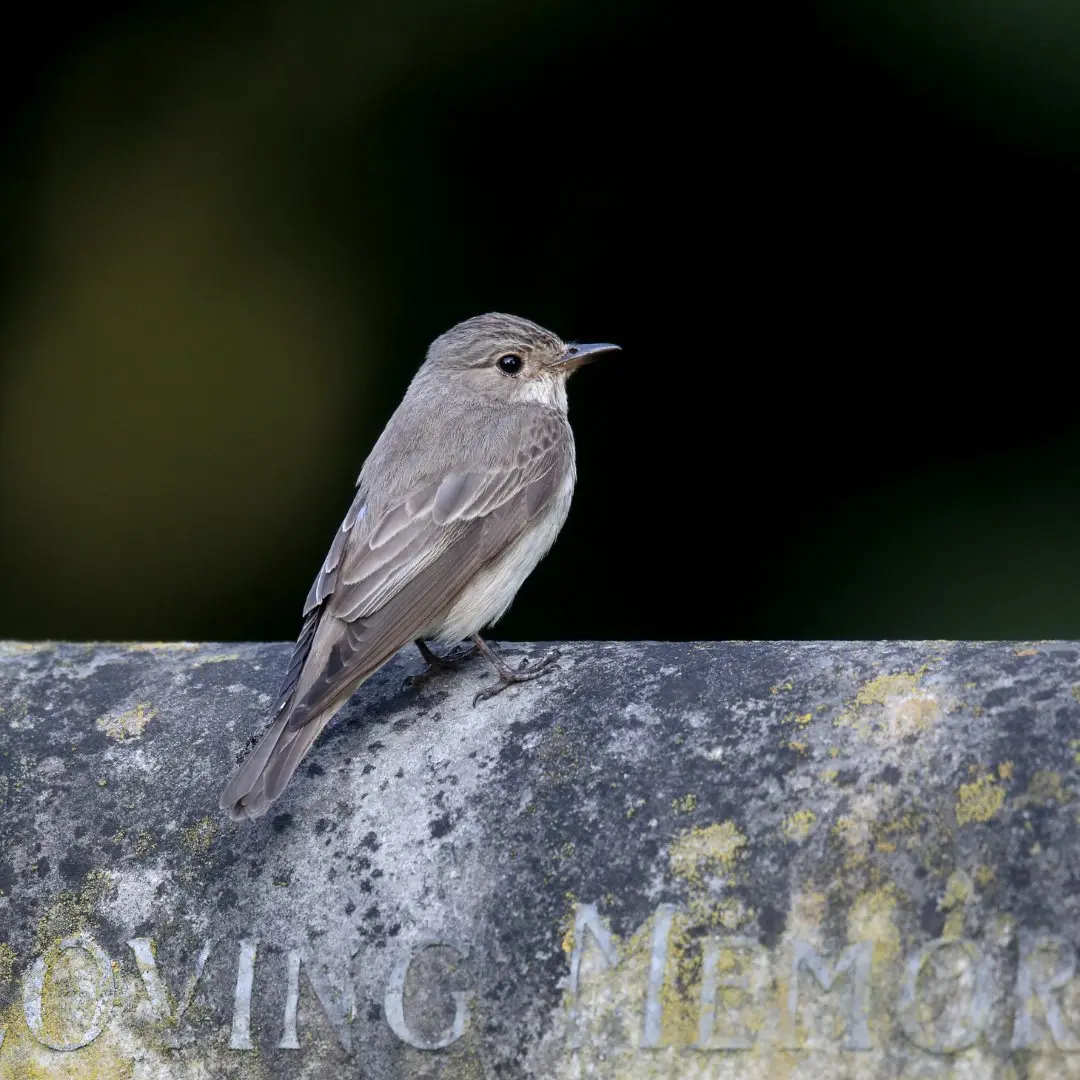 Conservation of the Spotted Flycatcher