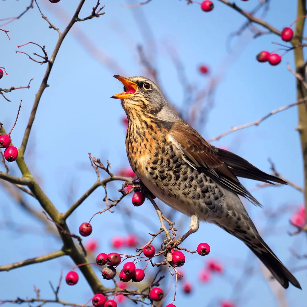 Fieldfare in flight