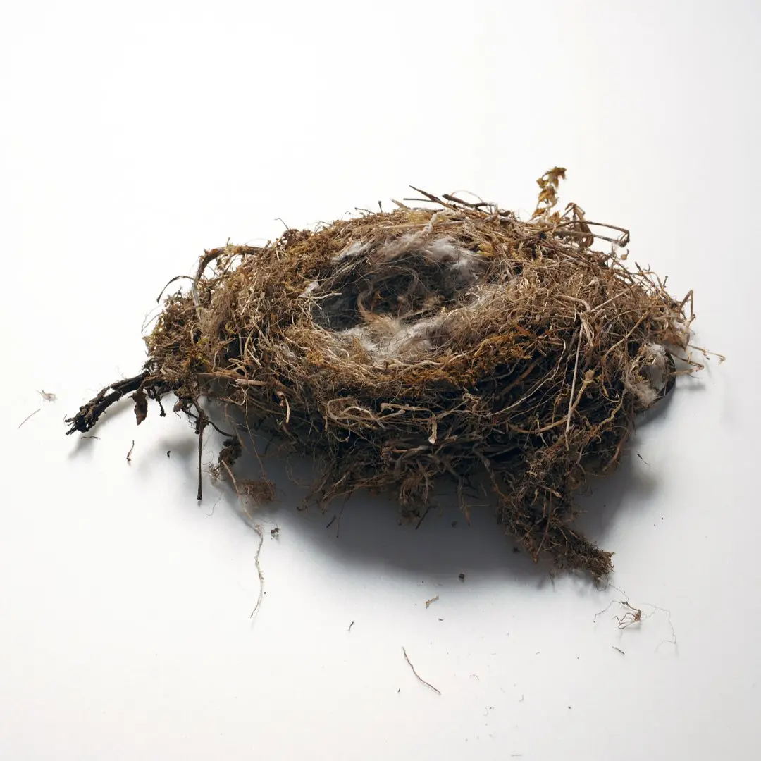 Nest van de pimpelmees