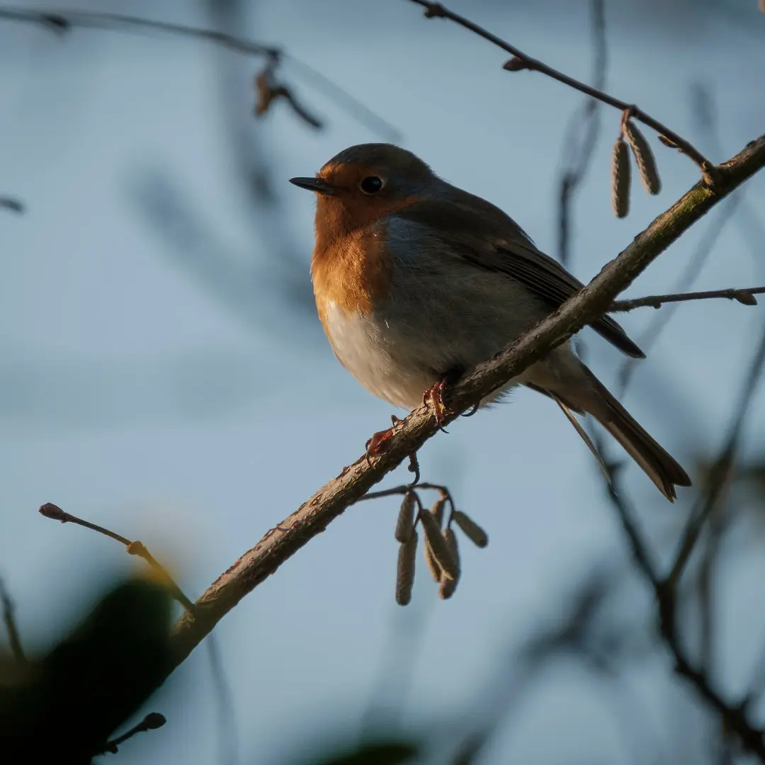 European Robin singing