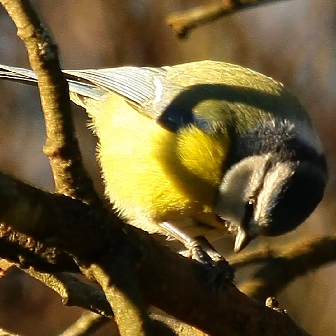 Eurasian Blue Tit feeding