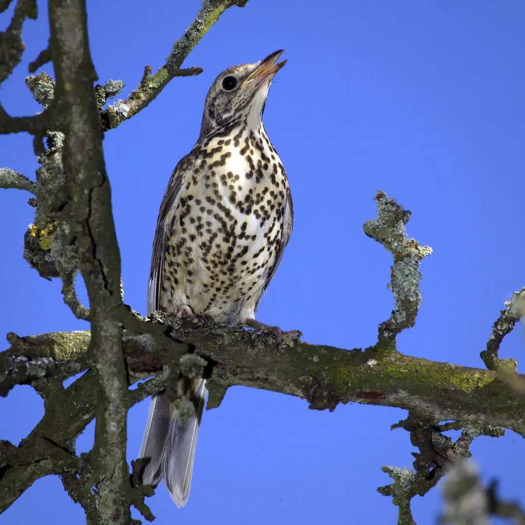 Mistle Thrush on alert