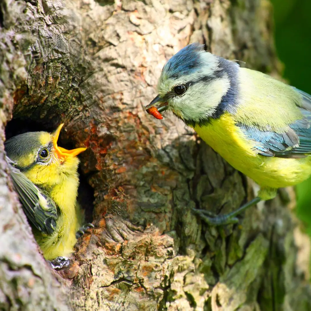 Blaumeise Nest